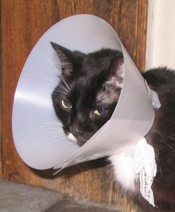 Our cat Tuxedo with a cone on his head.